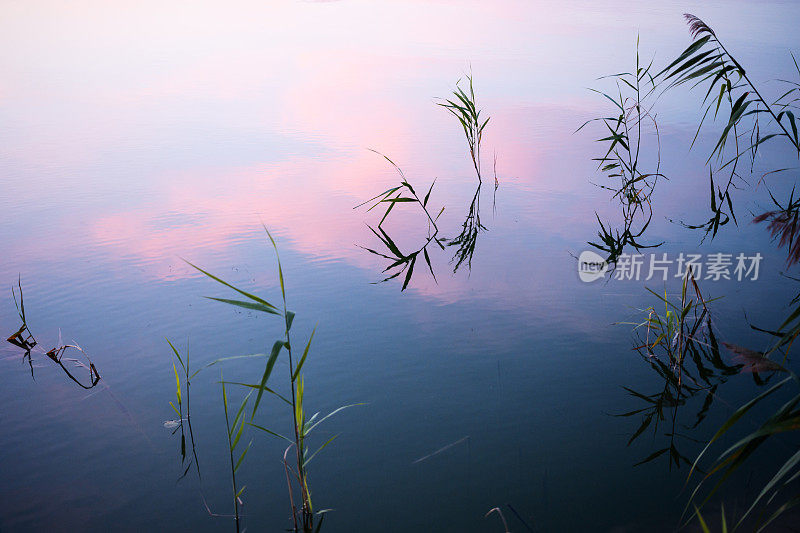 Reed shore在Müritz遭到破坏